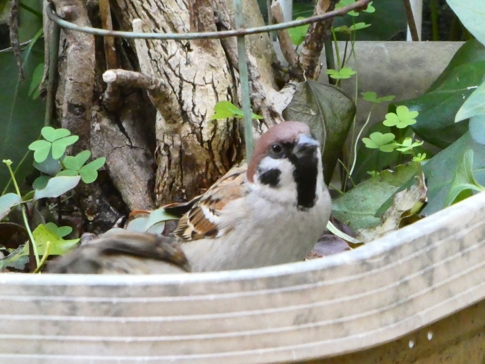 　　身近な小鳥たち（１）　　２０１８-０２-２１　００：００_b0093754_21244123.jpg