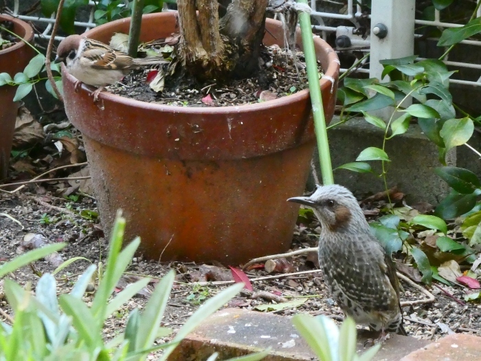 　　身近な小鳥たち（１）　　２０１８-０２-２１　００：００_b0093754_21261477.jpg