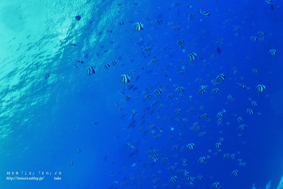 d0342382_19551352.jpg