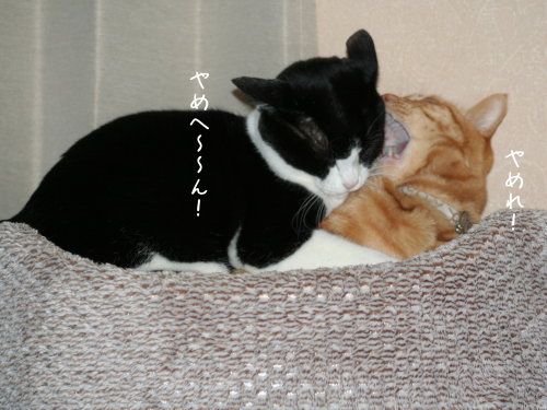 a0216583_10352784.png