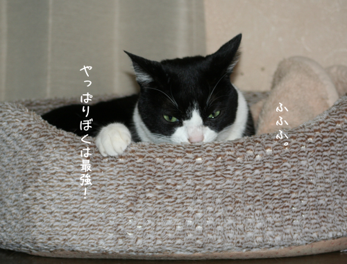 a0216583_10354627.png