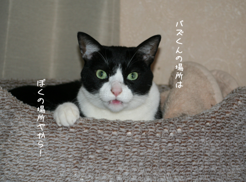 a0216583_10355894.png