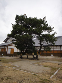 ねんきんQuiz-第491問(遺族厚生年金の額)_d0132289_21575232.jpg