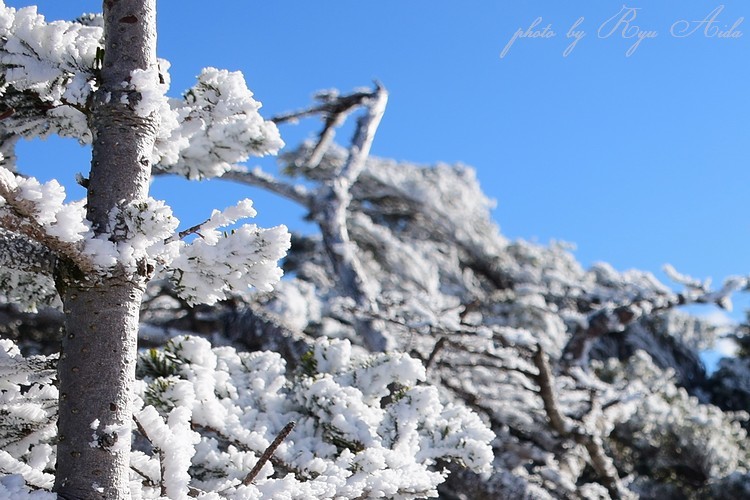 木に雪_f0332795_04463900.jpg