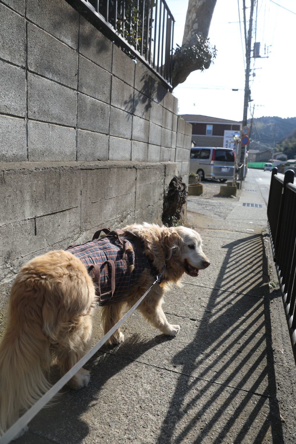 ポカポカ陽気で、沢山食べました♪_b0275998_15213176.jpg