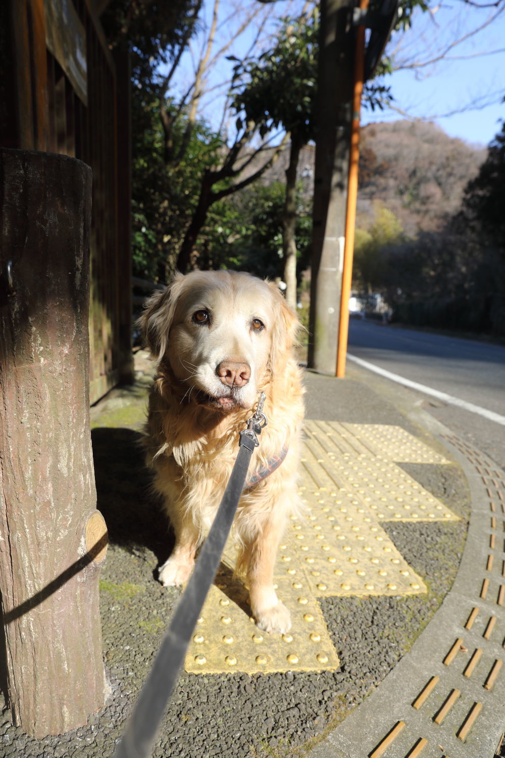 ポカポカ陽気で、沢山食べました♪_b0275998_15215099.jpg