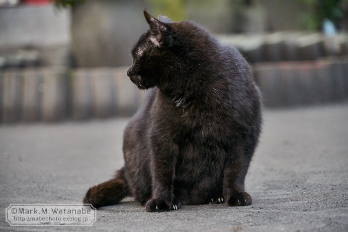 石仏十三体の番猫_e0135098_07150942.jpg