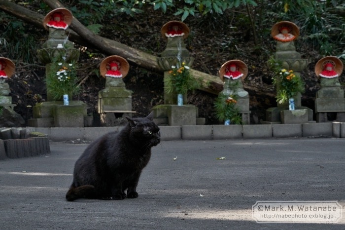 石仏十三体の番猫_e0135098_07152257.jpg