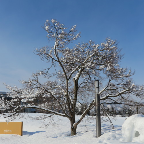 松岬公園からから米沢キャンパスへ、２月 ２７日・・・１_c0075701_16353764.jpg