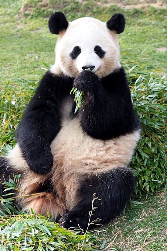 笹を食べるパンダたち 動物園放浪記