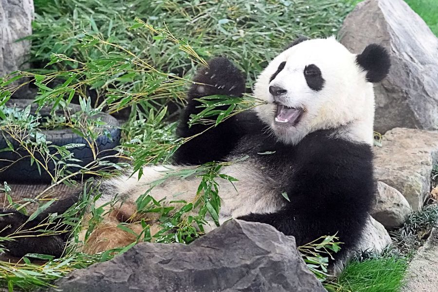 笹を食べるパンダたち 動物園放浪記