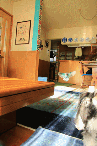 c0145250_10291623.gif