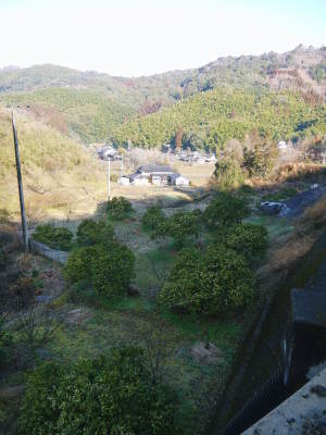 種なしかぼす 冬の様子を現地取材&かぼすの苗を定植しました_a0254656_17342629.jpg