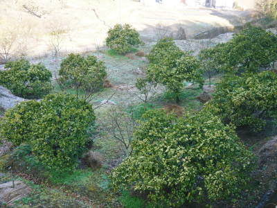 種なしかぼす 冬の様子を現地取材&かぼすの苗を定植しました_a0254656_17381391.jpg