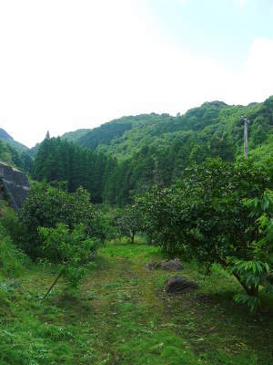 種なしかぼす 冬の様子を現地取材&かぼすの苗を定植しました_a0254656_18150362.jpg