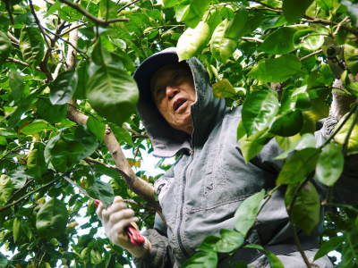 種なしかぼす 冬の様子を現地取材&かぼすの苗を定植しました_a0254656_18371281.jpg