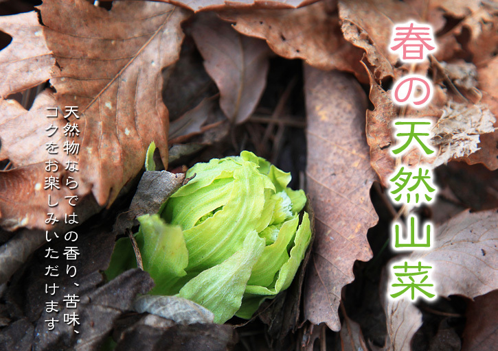 種なしかぼす 冬の様子を現地取材&かぼすの苗を定植しました_a0254656_18593243.jpg
