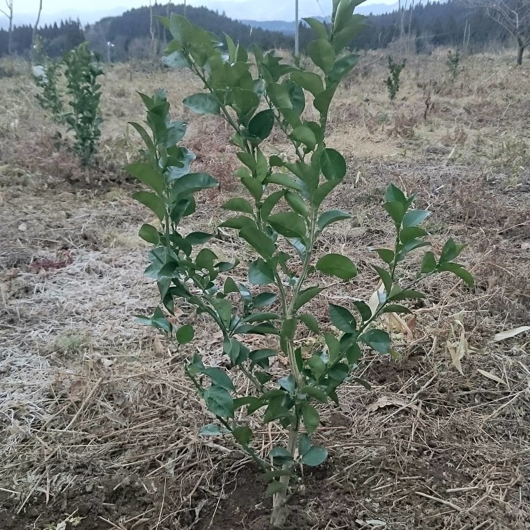 種なしかぼす 冬の様子を現地取材&かぼすの苗を定植しました_a0254656_19055428.jpg