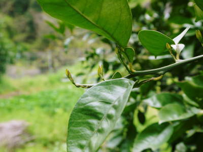 種なしかぼす 冬の様子を現地取材&かぼすの苗を定植しました_a0254656_19092069.jpg