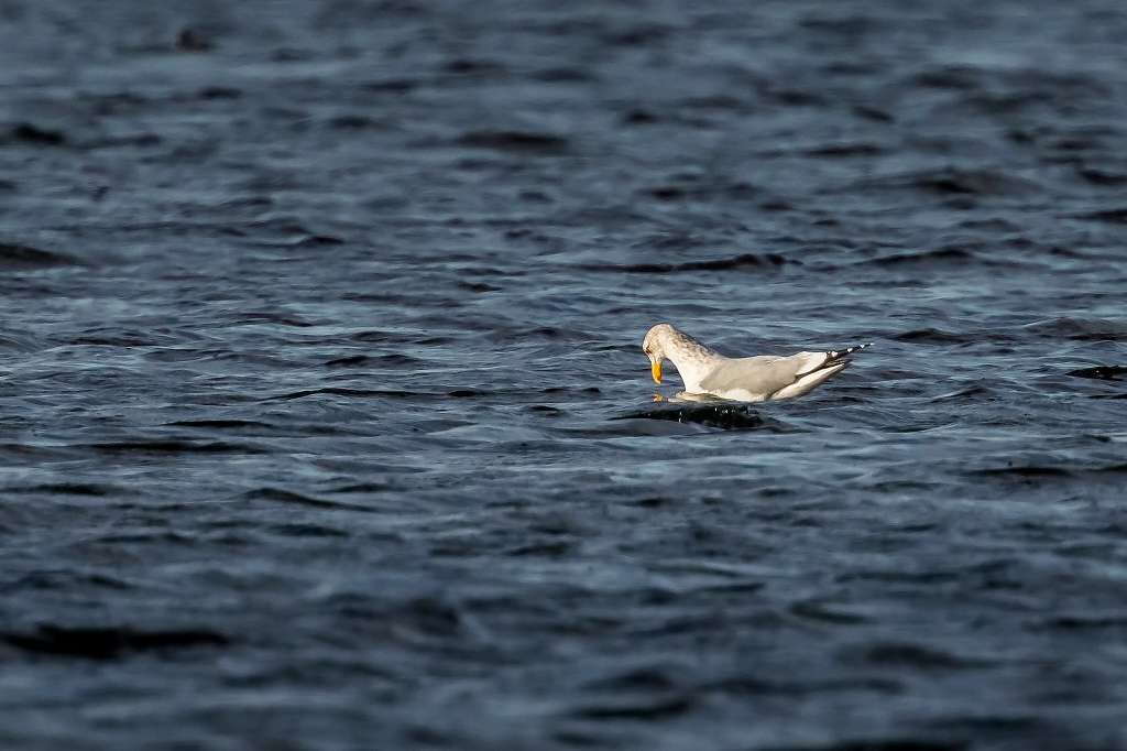 カモが沸いて来た_f0044056_16550144.jpg