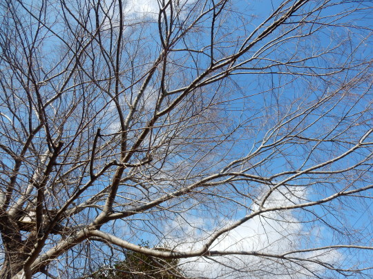 ’18,2,21(水)母への想いと着物の着付け!_f0060461_09360499.jpg
