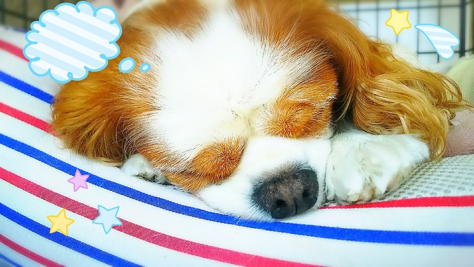 カメラ大好き!_f0357682_12404106.jpg