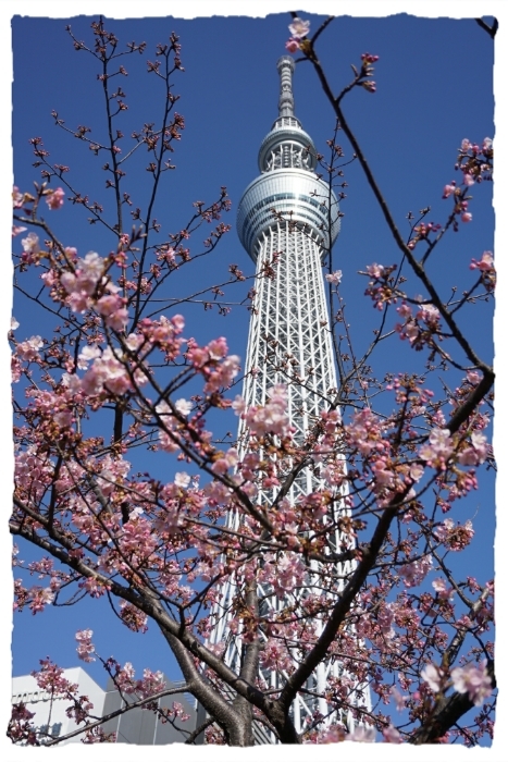 東京スカイツリーと河津桜_d0341483_19101405.jpg