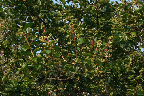 c0039487_14071312.jpg