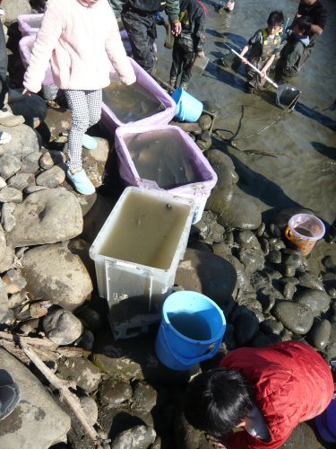 池の水ぜんぶ抜く In 笠松 トンボ池 に行ってみた あんにゅいん 陶芸猫さん