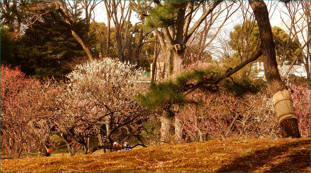 f0231709_10221644.gif