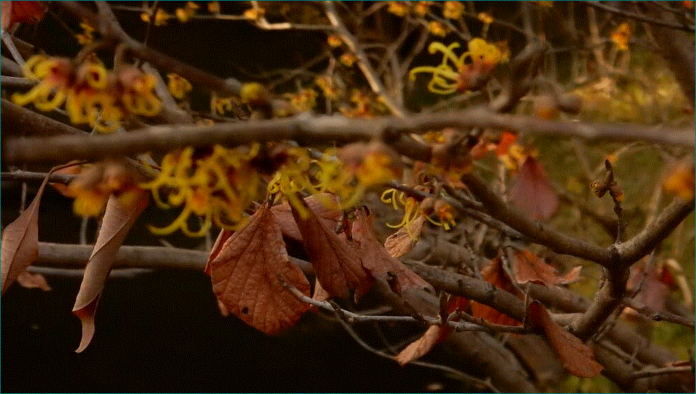 f0231709_10555641.gif