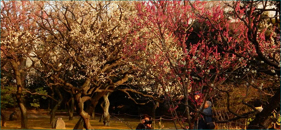f0231709_11020992.gif
