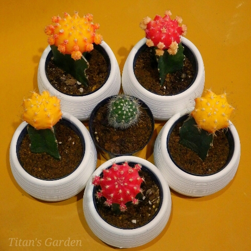 緋牡丹 titan s garden 緋牡丹 titan s garden