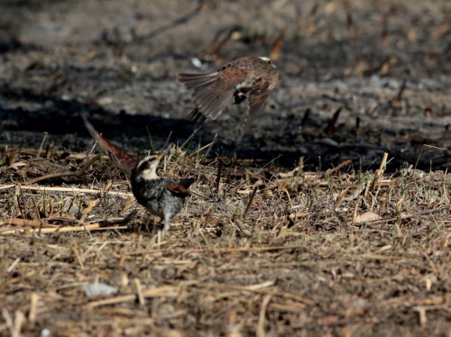 先日の探鳥から　鶫バトル　　　ＳＳＫ_d0346713_21305673.jpg