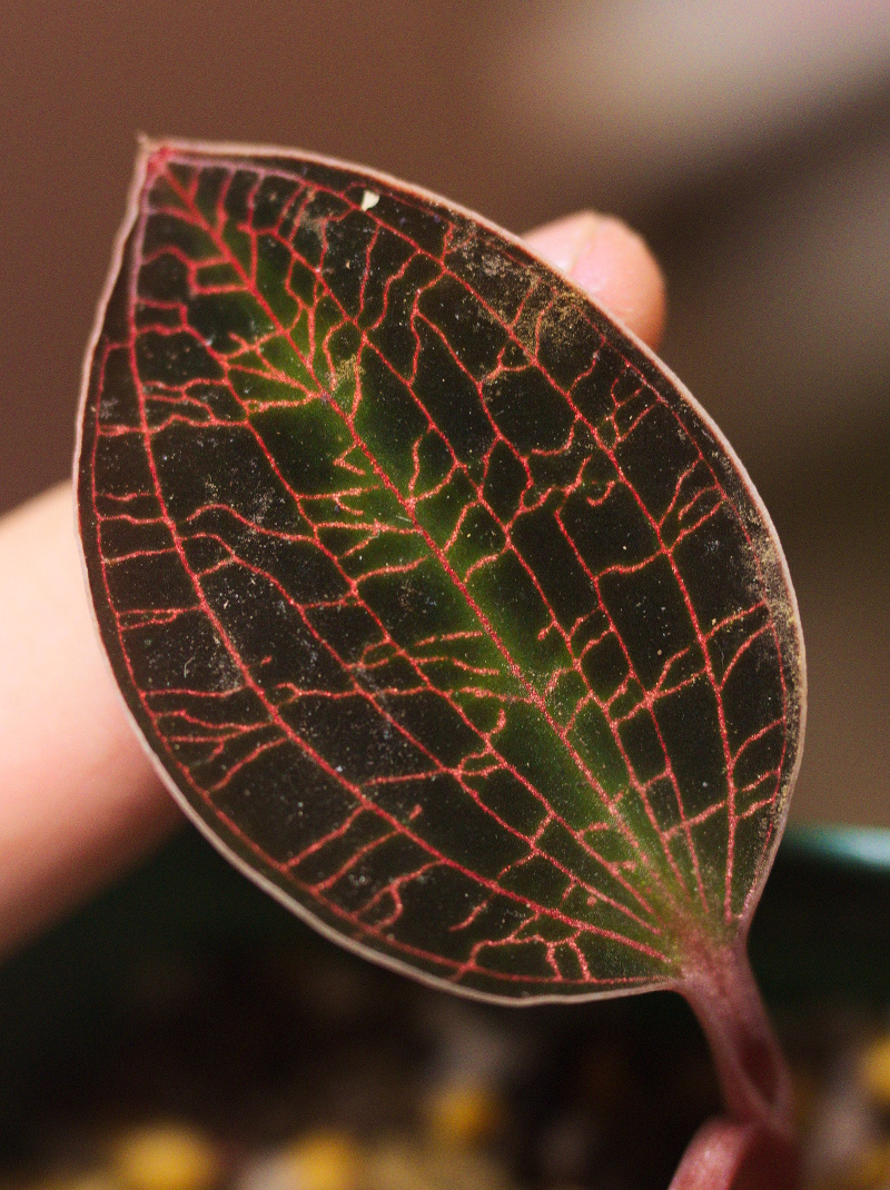 激レア　マコデス　リミィ　東カリマンタン　小苗　ジュエルオーキッド NEW JUNGLE PLANTS 「ジュエルオーキッド」 | AQUA DESIGN AMANO