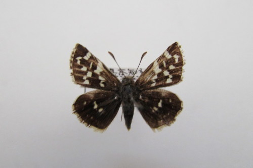 ｟蝶標本｠山梨県産　チャマダラセセリ　２♂ （表＆裏展翅） 蝶標本｠山梨県産チャマダラセセリ2♂ （表＆裏展翅）