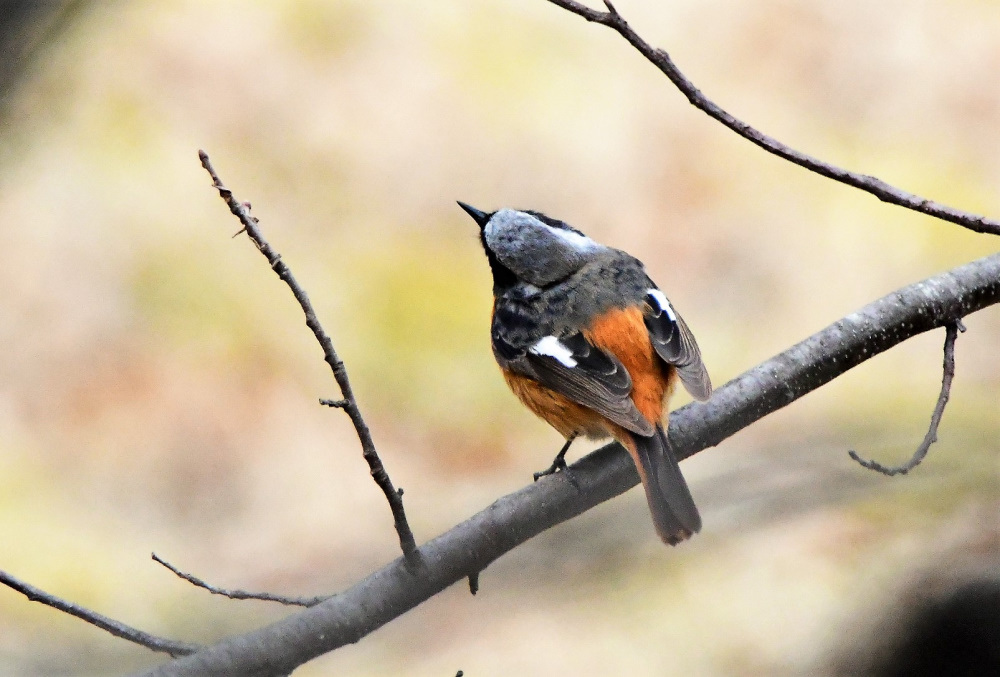 野鳥4種_e0385334_17014498.jpg