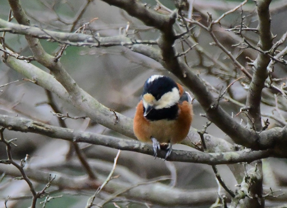 野鳥4種_e0385334_17022314.jpg