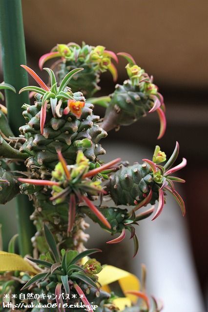 多肉植物のソテツキリンの花が咲きました 自然のキャンバス