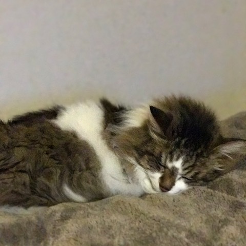 猫の日　の　今日のふく_d0364239_19023712.jpg