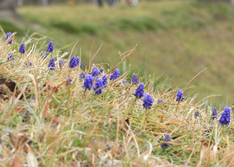 d0290240_08124936.gif