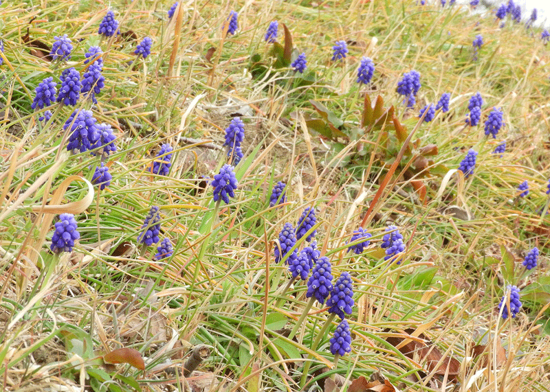 d0290240_08131155.gif