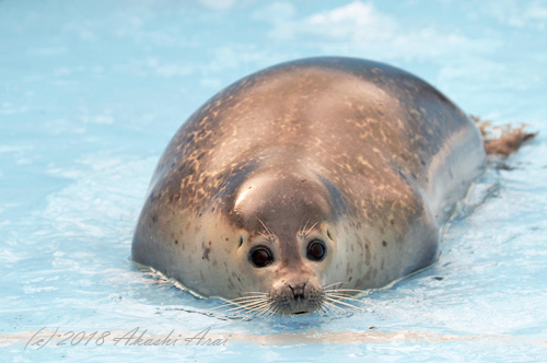 2018 / おびひろ動物園_e0080452_13521969.jpg