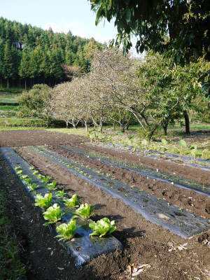 水源キウイ　冬の剪定と誘引作業終了！今年も惜しまぬ手間ひまをかけ無農薬で育てます！_a0254656_18254945.jpg