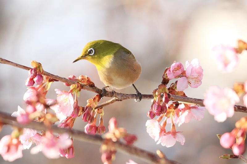 咲き始めの河津桜とサクジロー♪_a0167759_15535659.jpg