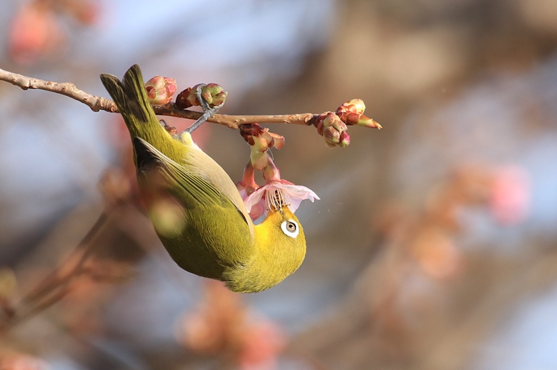 咲き始めの河津桜とサクジロー♪_a0167759_15553294.jpg