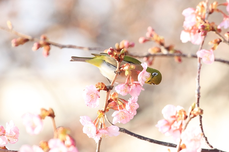 咲き始めの河津桜とサクジロー♪_a0167759_1558087.jpg