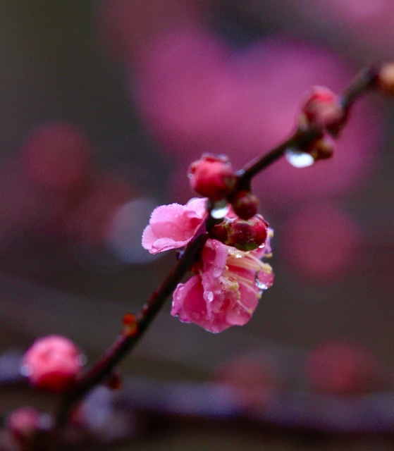 氷雨 。。。 ! !_a0248459_13492912.jpg