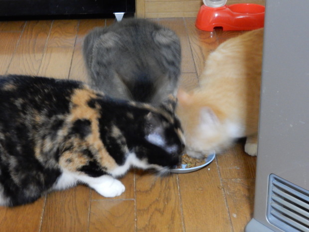 IN OUT_e0355177_18330627.jpg