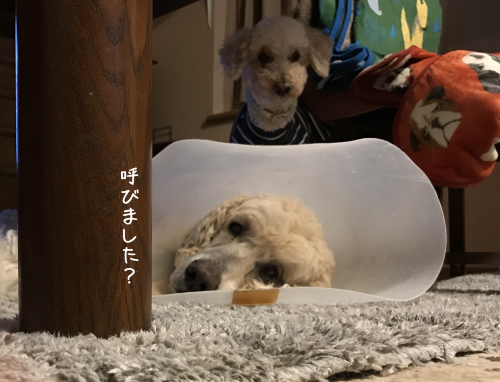 a0216583_11012435.png